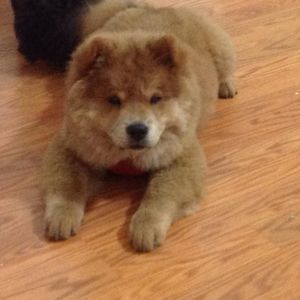 Meet your Posher, Hoang